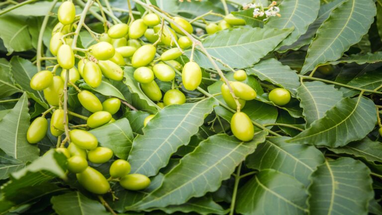 Unveiling the Miracles of Neem: Exploring the Ancient Wisdom of Azadirachta Indica